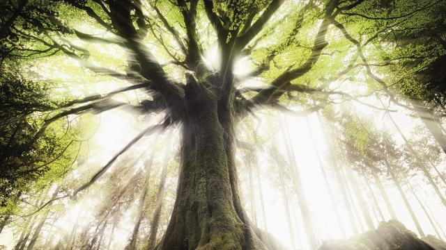 Ponthus in Brocéliande forest